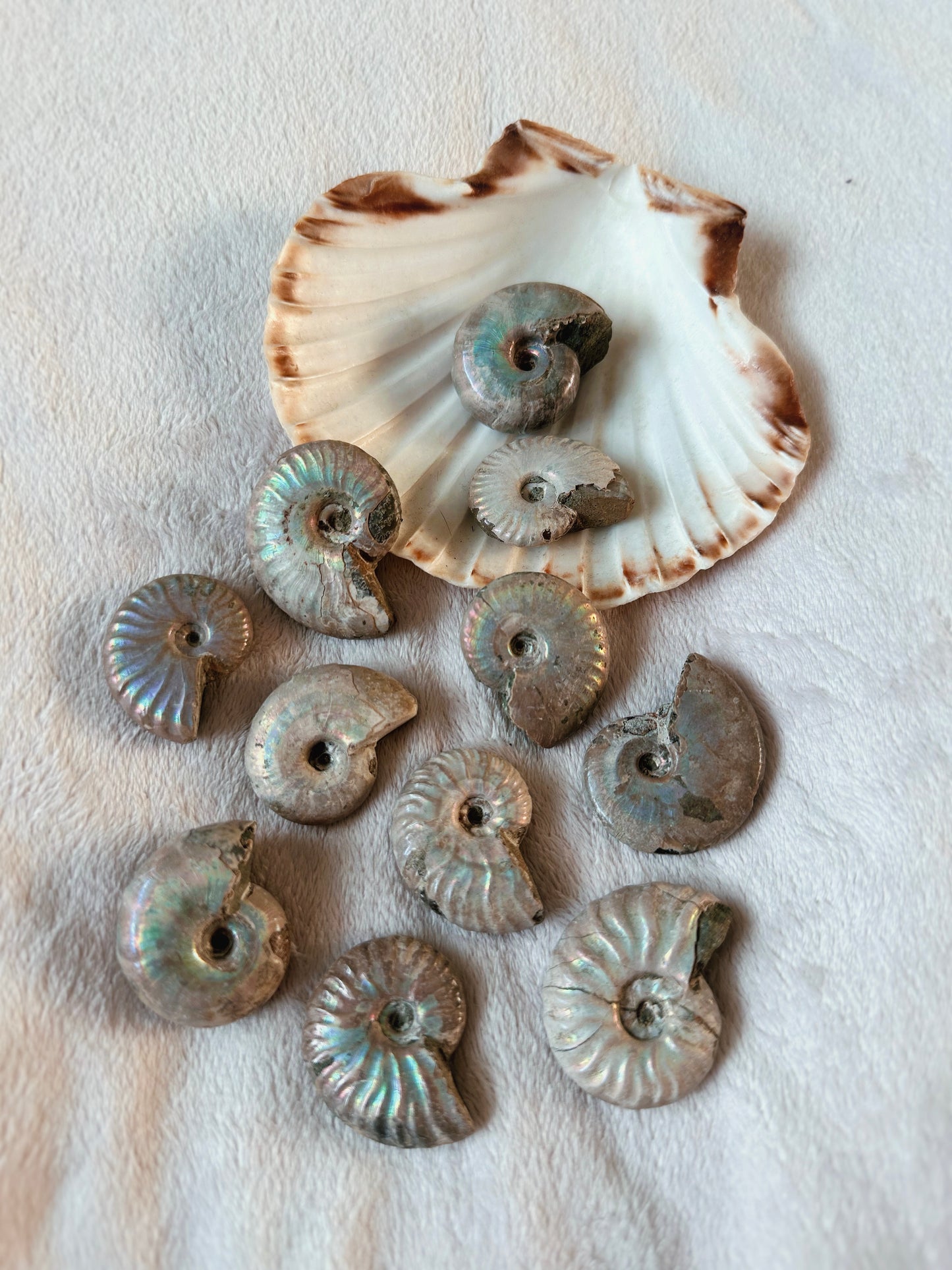 IRIDESCENT AMMONITE ~ 1 PIECE